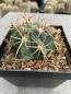Preview: Ferocactus histrix